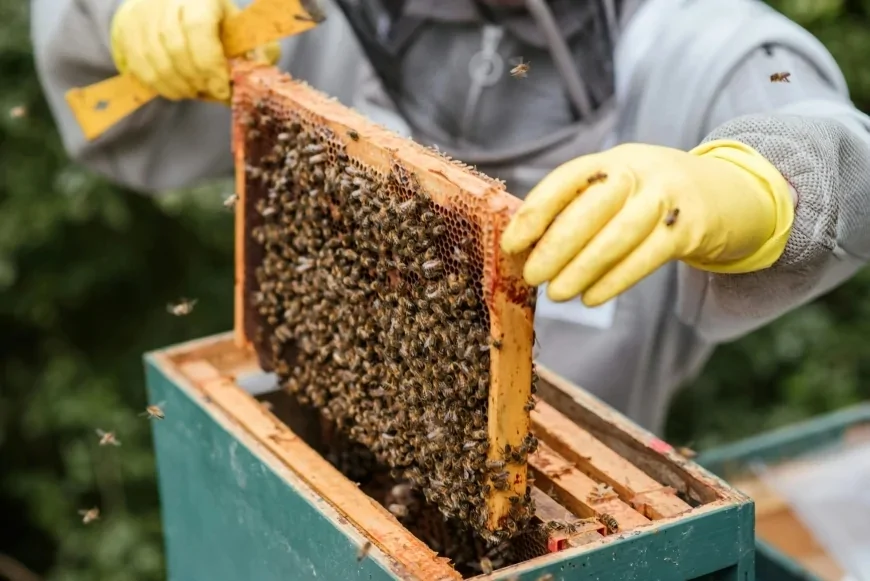 Le api e la biodiversità: il loro ruolo chiave per l’ambiente e il nostro futuro