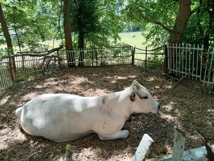 Monastero Bormida: successo per la 194ª Fiera Bovina di San Desiderio