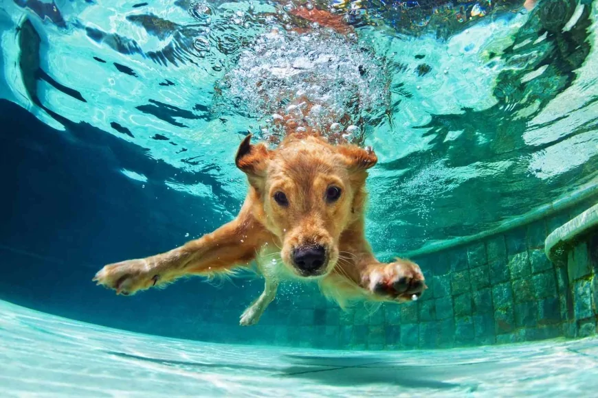 Come nuotare con il cane: consigli per mare e piscina in sicurezza