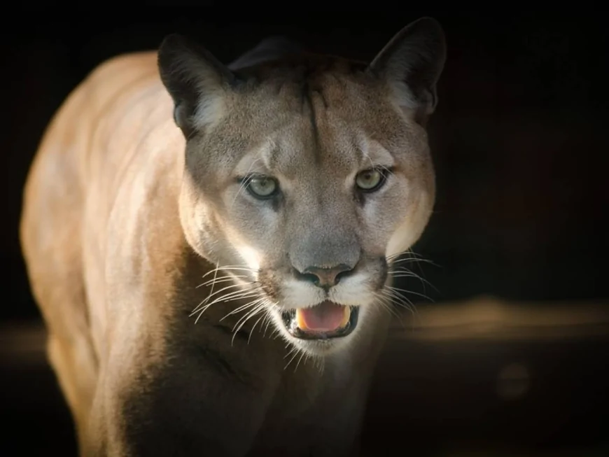 Puma attacca un bambino di 4 anni nello Stato di Washington: salvo grazie al padre