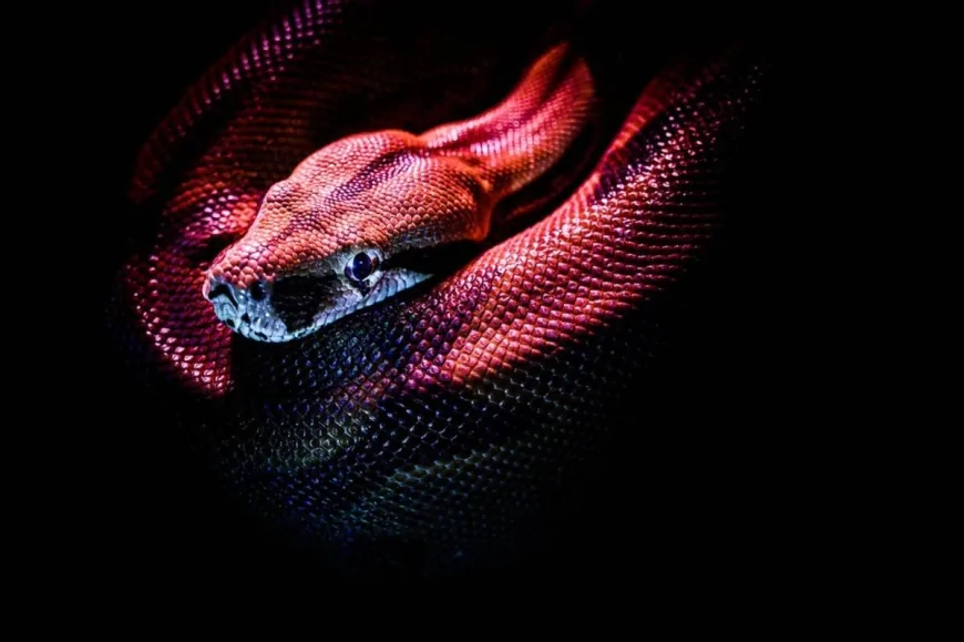 Il fascino letale del serpente tra luce e ombra