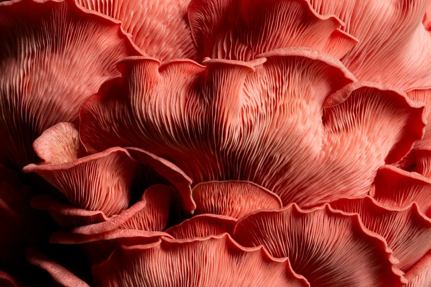 Fotografia e gastronomia: al via il World Food Photography Awards 2026
