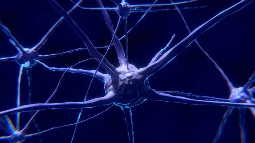 Scoperta proteina che ripara il cervello: speranza Alzheimer