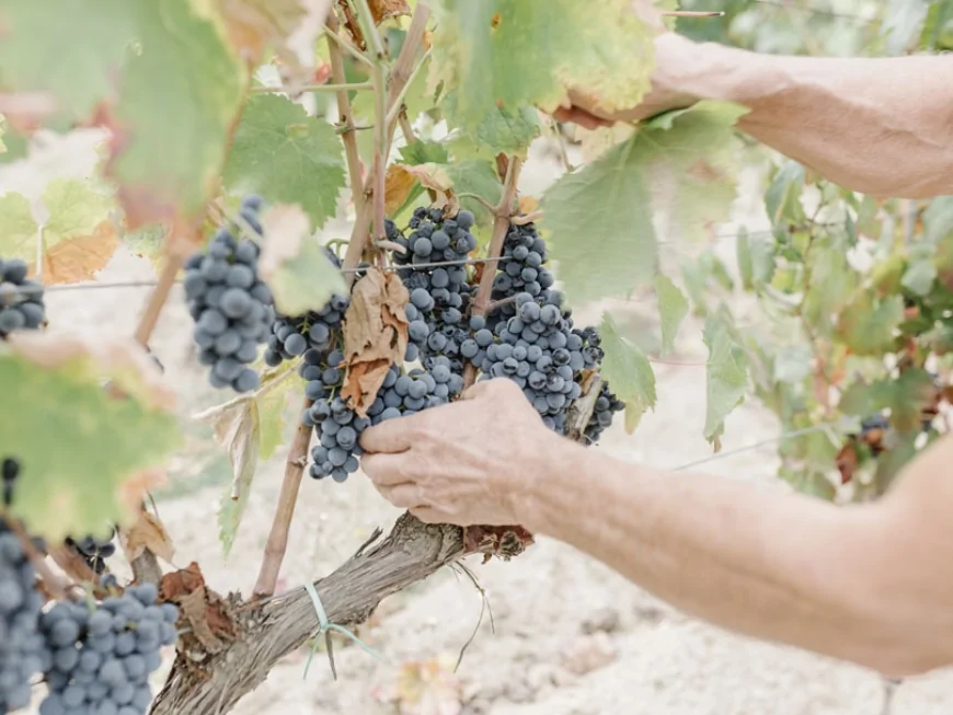 Il Mandrolisai in festa: Samugheo accende "Mojos e Marigas"