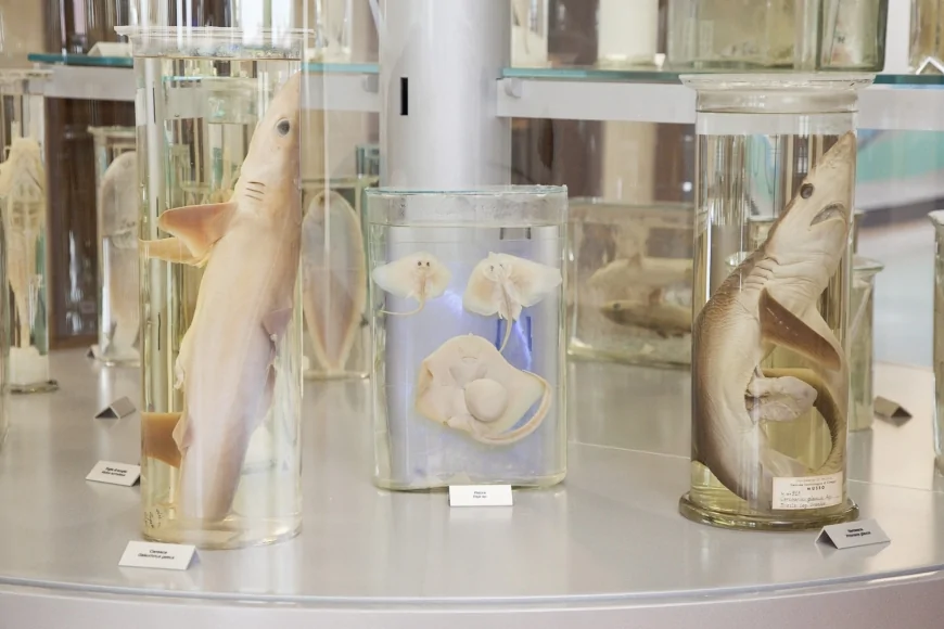 Palazzi, arte e musei: il Natale all’Università di Padova