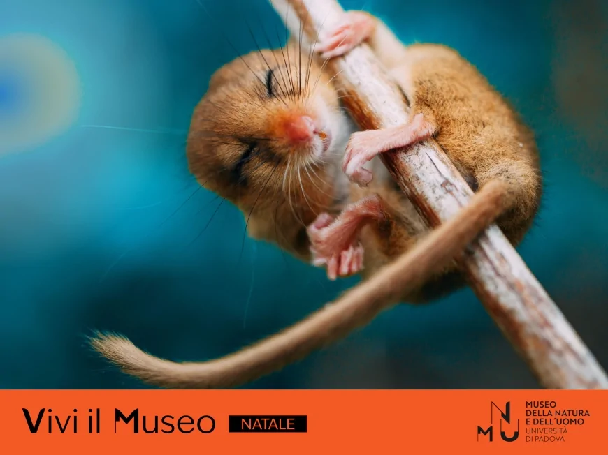 Palazzi, arte e musei: il Natale all’Università di Padova