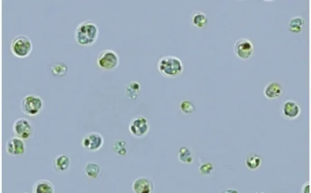 Fotosintesi oltre il visibile: scoperta dai ricercatori dell'Università di Padova una microalga “fuori spettro”