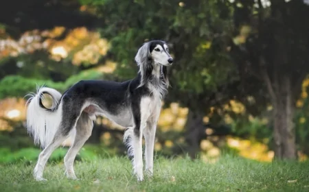 Padova: il convegno in occasione della Giornata nazionale della prevenzione veterinaria