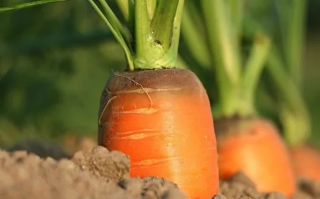 La Commissione Europea stanzia 160 milioni di euro a sostegno del settore agroalimentare dell'UE