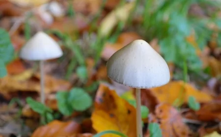 Psilocibina: basse dosi della sostanza mostrano benefici metabolici senza effetti psichedelici