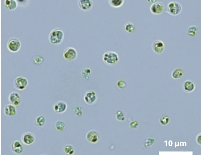 Fotosintesi oltre il visibile: scoperta dai ricercatori dell'Università di Padova una microalga “fuori spettro”