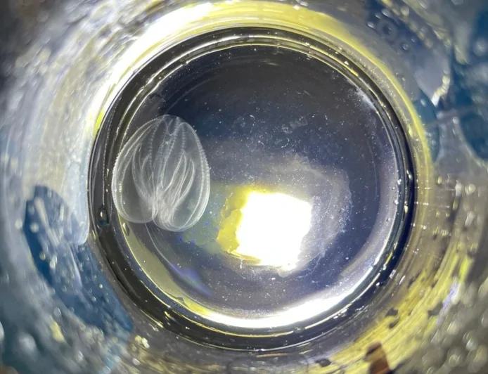 Laguna di Venezia: ecosistema minacciato da una noce di mare