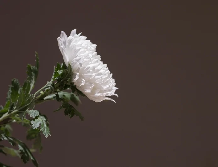 Giornata della Memoria: gli eventi previsti il 27 gennaio a Milano