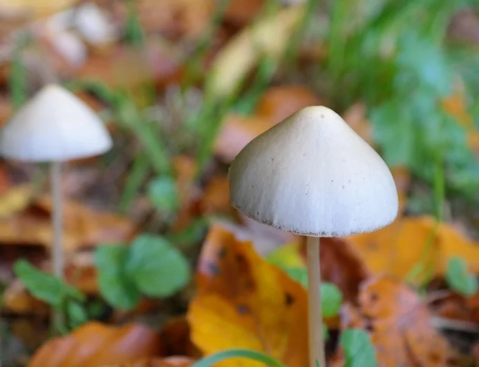 Psilocibina: basse dosi della sostanza mostrano benefici metabolici senza effetti psichedelici