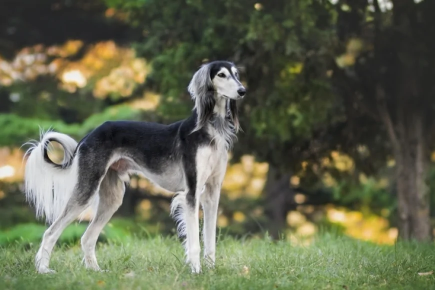 Padova: il convegno in occasione della Giornata nazionale della prevenzione veterinaria