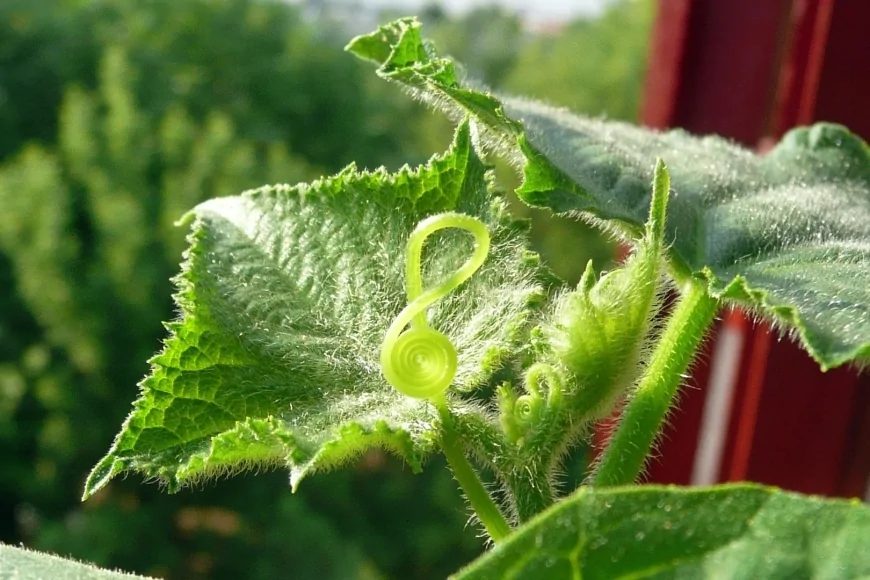 A Milano-Bicocca fisica quantistica e pensiero filosofico si incontrano in Aula Magna con l'evento "L'Armonia dei Paradossi"