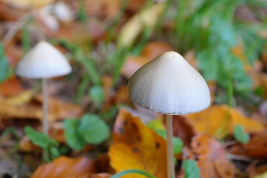 Psilocibina: basse dosi della sostanza mostrano benefici metabolici senza effetti psichedelici