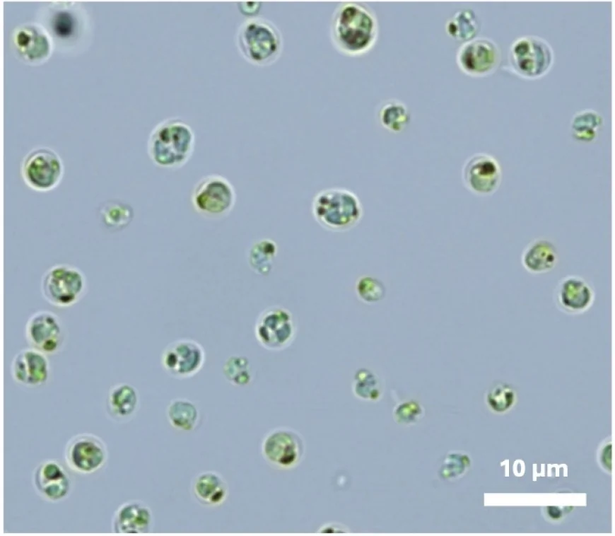 Fotosintesi oltre il visibile: scoperta dai ricercatori dell'Università di Padova una microalga “fuori spettro”
