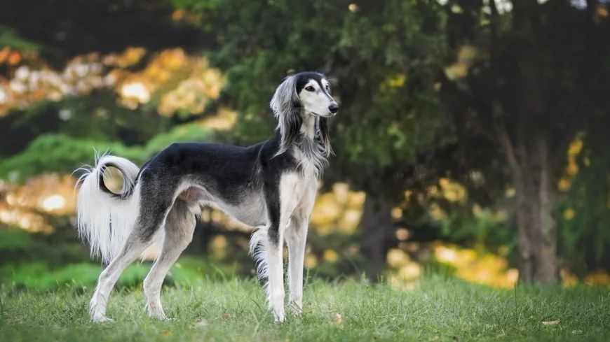 Padova: il convegno in occasione della Giornata nazionale della prevenzione veterinaria
