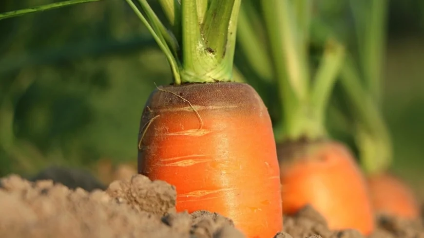 La Commissione Europea stanzia 160 milioni di euro a sostegno del settore agroalimentare dell'UE