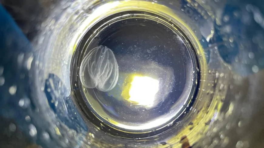 Laguna di Venezia: ecosistema minacciato da una noce di mare