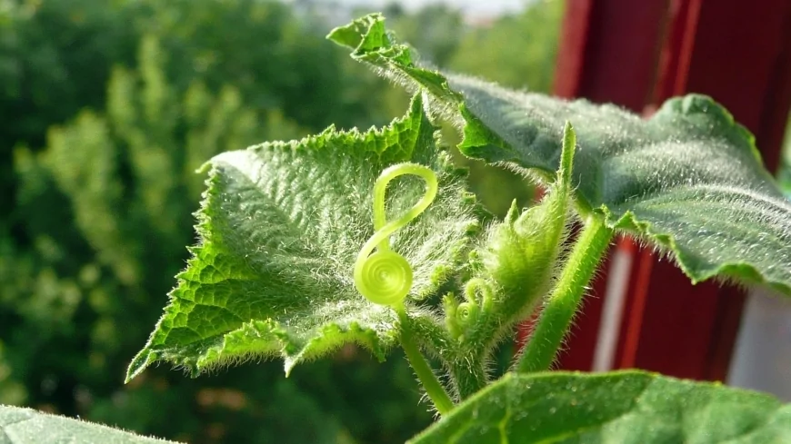 A Milano-Bicocca fisica quantistica e pensiero filosofico si incontrano in Aula Magna con l'evento "L'Armonia dei Paradossi"
