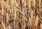 Agroalimentare: ENEA testa l'utilizzo dei raggi gamma per migliorare sicurezza e conservazione del grano