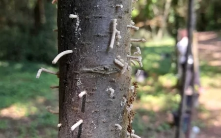 Università di Padova: la “vita segreta” degli insetti del legno