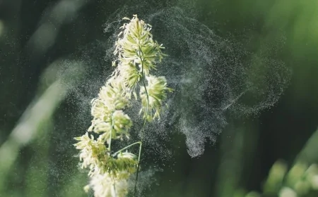 Ambiente: le novità del progetto europeo CAMS2-40-bis del Copernicus Atmosphere Monitoring Service