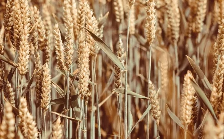 Agroalimentare: ENEA testa l'utilizzo dei raggi gamma per migliorare sicurezza e conservazione del grano