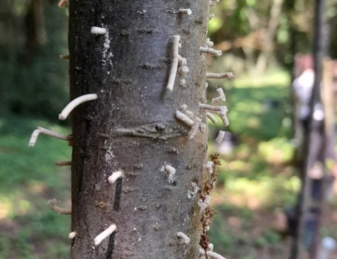 Università di Padova: la “vita segreta” degli insetti del legno
