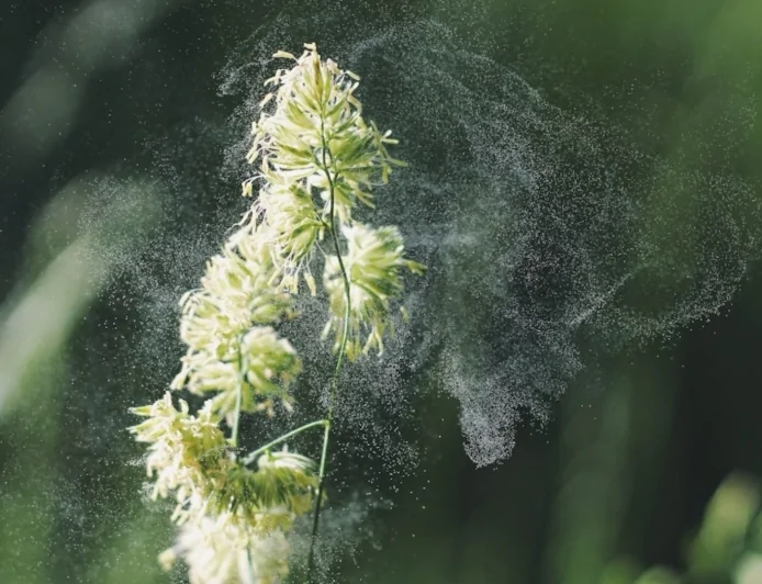 Ambiente: le novità del progetto europeo CAMS2-40-bis del Copernicus Atmosphere Monitoring Service