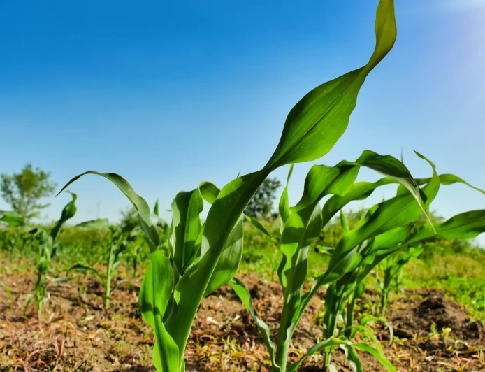 L'agricoltura rigenerativa per salvaguardare suolo, biodiversità e territori: il convegno del 20 febbraio a Bologna