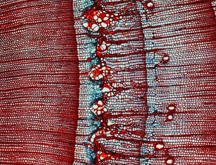 Conifere delle Alpi: uno studio rivela un'anticipazione nel processo di produzione del nuovo legno negli ultimi 200 anni