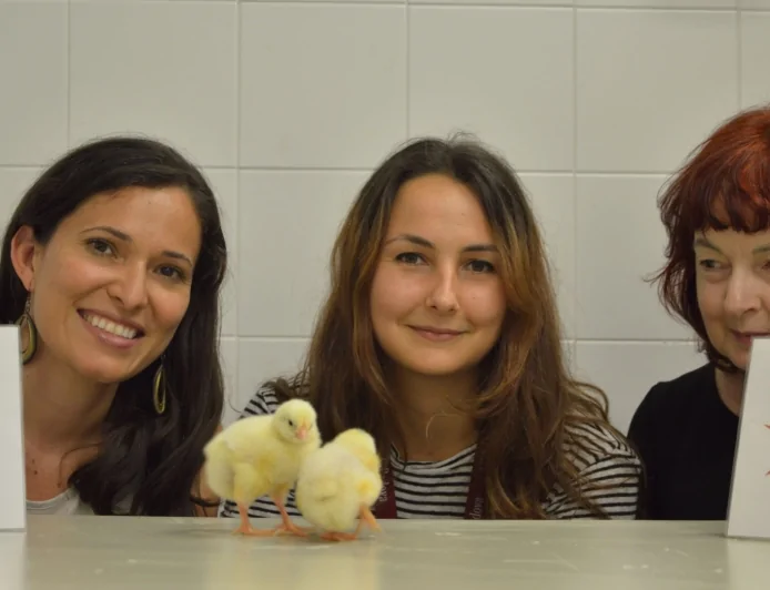 Università di Padova: uno studio rivela che anche i pulcini formano associazioni tra suoni e forme