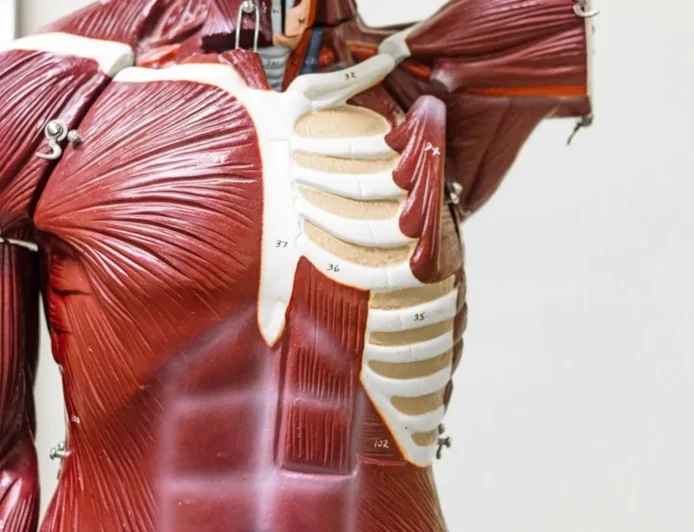 Università di Padova: utilizzate in una ricerca cellule staminali di origini umane per studiare la perdita di massa muscolare provocata dal cancro