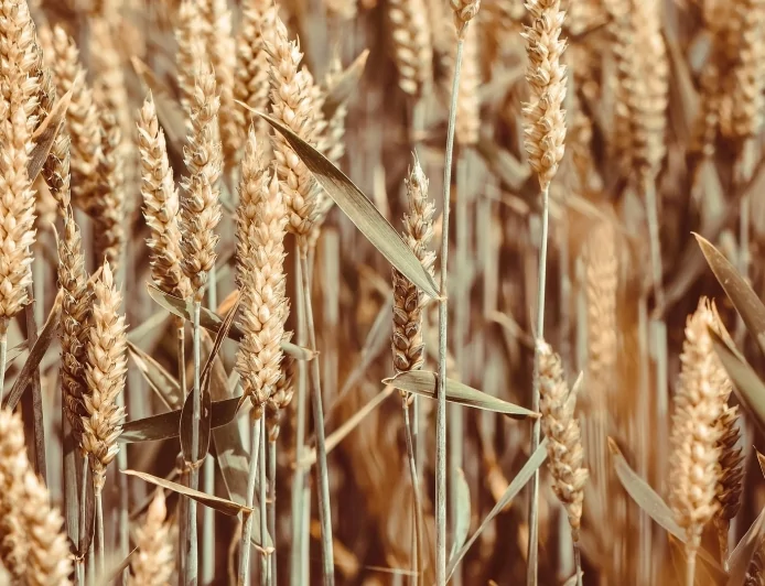 Agroalimentare: ENEA testa l'utilizzo dei raggi gamma per migliorare sicurezza e conservazione del grano