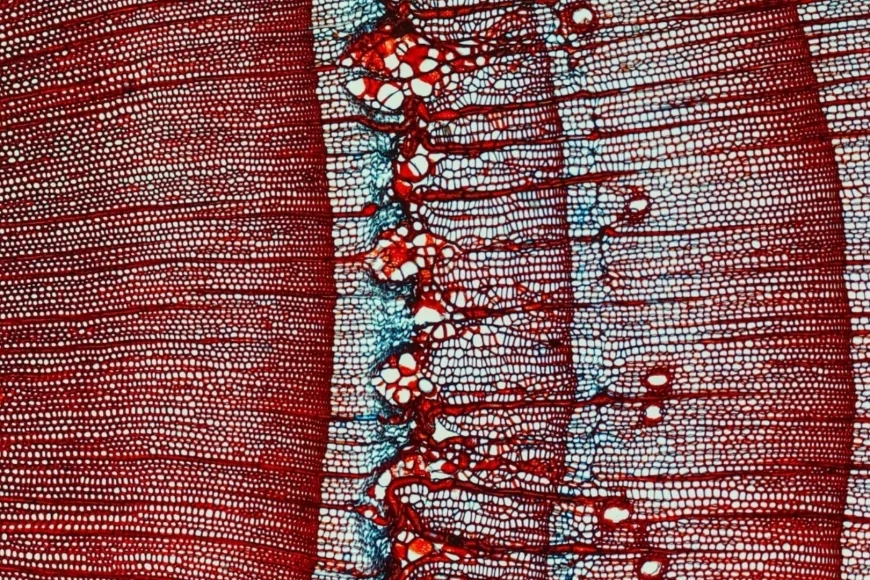 Conifere delle Alpi: uno studio rivela un'anticipazione nel processo di produzione del nuovo legno negli ultimi 200 anni