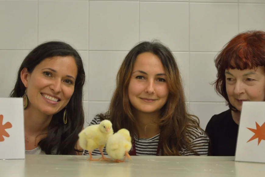 Università di Padova: uno studio rivela che anche i pulcini formano associazioni tra suoni e forme