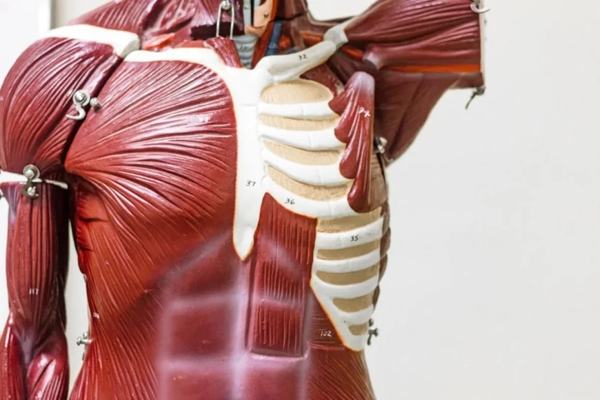 Università di Padova: utilizzate in una ricerca cellule staminali di origini umane per studiare la perdita di massa muscolare provocata dal cancro