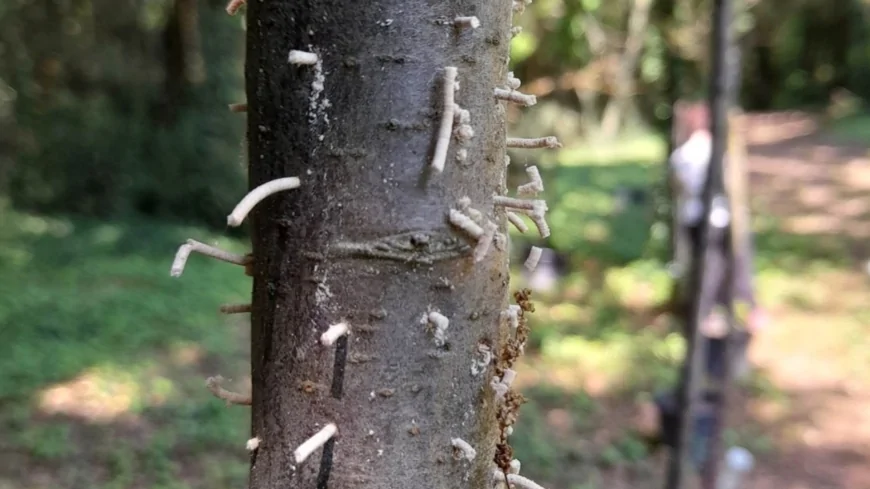 Università di Padova: la “vita segreta” degli insetti del legno