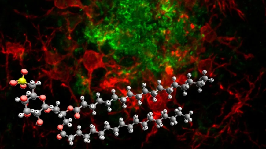 Alzheimer: una nuova strategia di lotta alla malattia con una piccola molecola “smart”