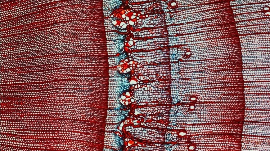 Conifere delle Alpi: uno studio rivela un'anticipazione nel processo di produzione del nuovo legno negli ultimi 200 anni