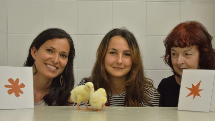 Università di Padova: uno studio rivela che anche i pulcini formano associazioni tra suoni e forme