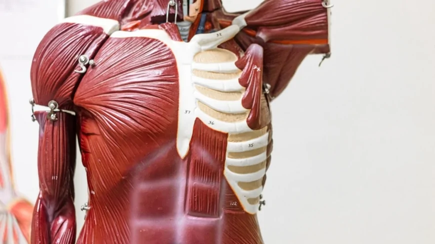 Università di Padova: utilizzate in una ricerca cellule staminali di origini umane per studiare la perdita di massa muscolare provocata dal cancro