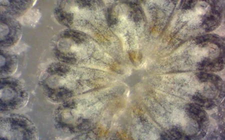 Dalla biologia marina alla neuromodulazione: un piccolo organismo aiuta a capire come l'elettricità influenza i geni