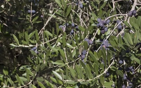 Trieste, Il progetto AI-GRAPE a Olio Capitale: innovazione e difesa dell'olivo con tecnologie digitali e IA