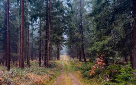 Ambiente: i disturbi sulle foreste europee potrebbero raddoppiare entro la fine del secolo