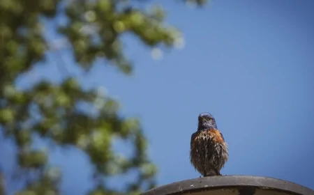 Milano, rigenerazione urbana: presentato al MIPIM di Cannes il progetto per lo sviluppo sostenibile di Piazza d'Armi