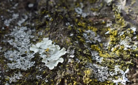 Ambiente, dai freni agli pneumatici: i licheni per tracciare la dispersione di microplastiche e metalli tossici in città